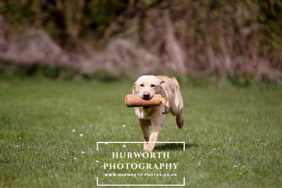 Gundog Photography 019