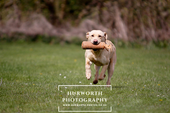 Gundog Photography 020