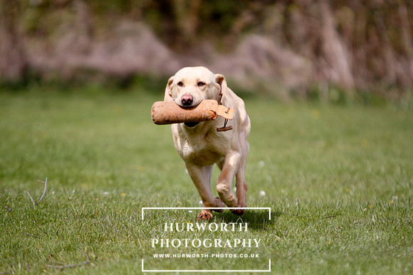 Gundog Photography 021