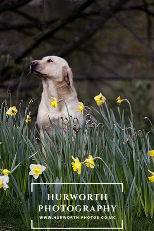Gundog Photography 025