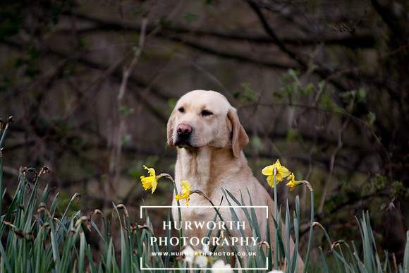 Gundog Photography 026