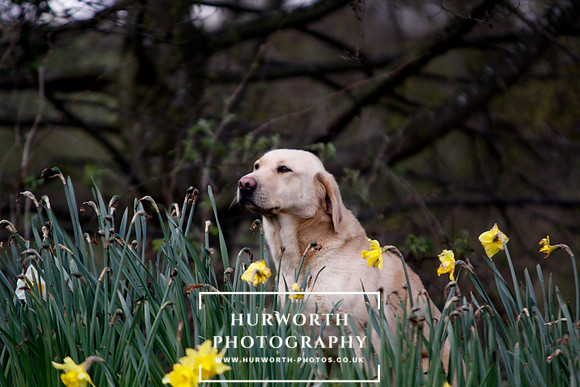 Gundog Photography 027