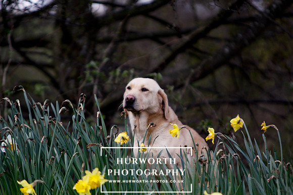 Gundog Photography 028