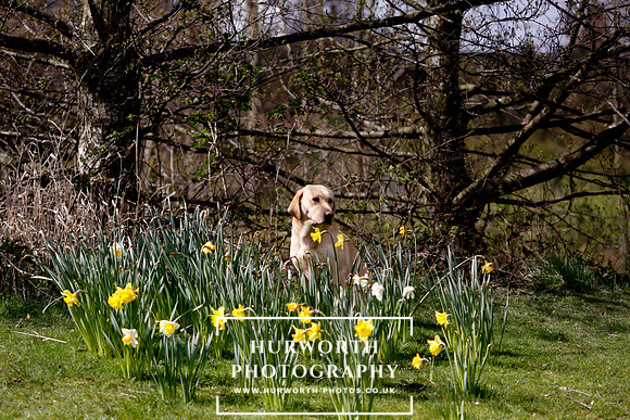 Gundog Photography 033