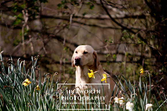 Gundog Photography 034