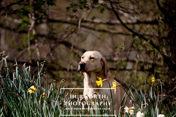 Gundog Photography 035