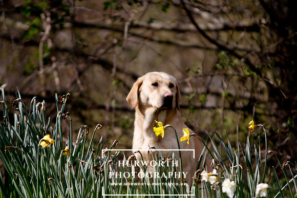Gundog Photography 036