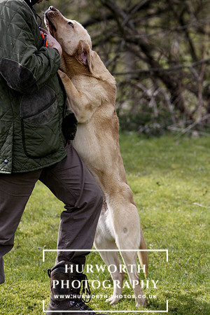 Gundog Photography 037