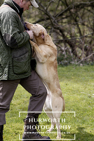 Gundog Photography 038