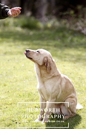 Gundog Photography 039