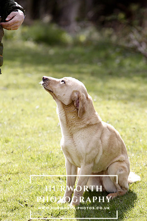 Gundog Photography 040