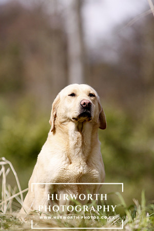 Gundog Photography 041