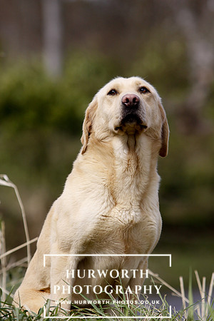 Gundog Photography 042