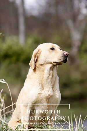 Gundog Photography 043