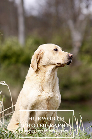 Gundog Photography 044