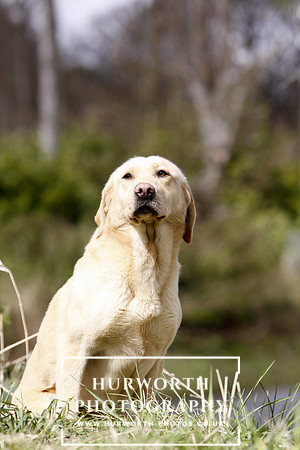 Gundog Photography 045