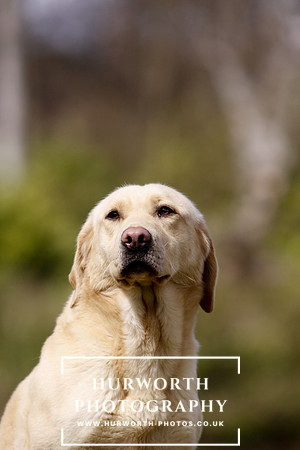 Gundog Photography 046