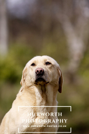 Gundog Photography 047
