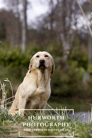 Gundog Photography 048