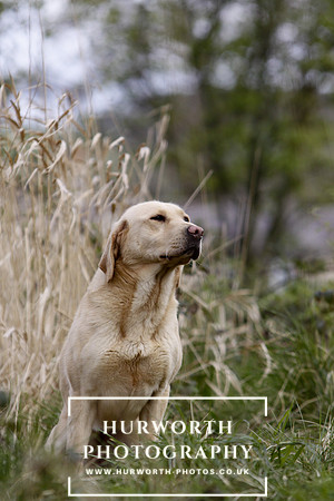 Gundog Photography 050
