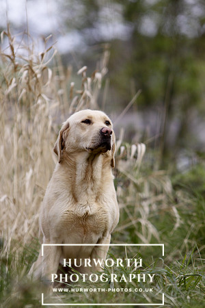 Gundog Photography 051