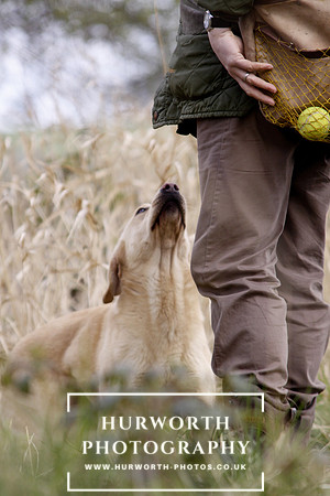Gundog Photography 052