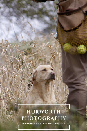 Gundog Photography 054