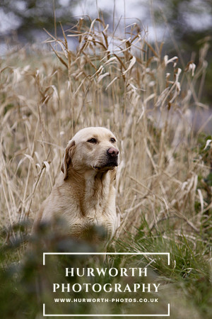 Gundog Photography 055