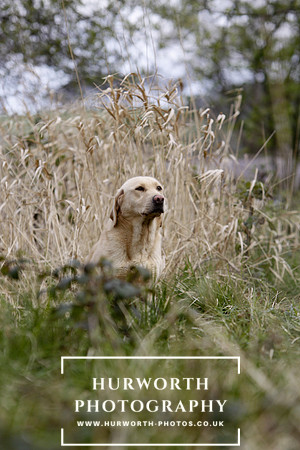 Gundog Photography 056