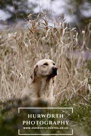 Gundog Photography 057