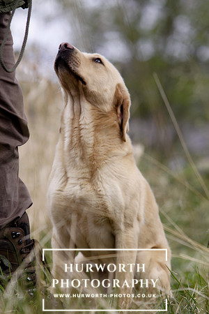 Gundog Photography 060