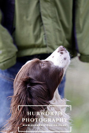 Gundog Photography 061