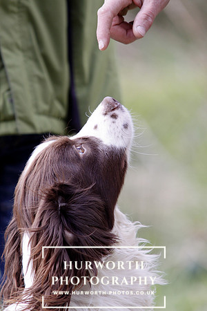 Gundog Photography 062