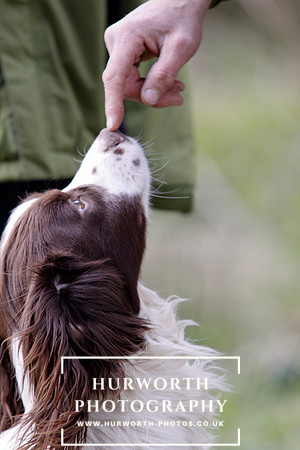 Gundog Photography 063