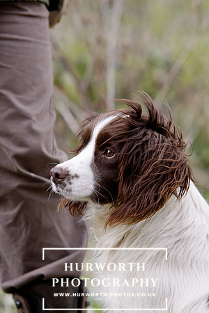 Gundog Photography 064