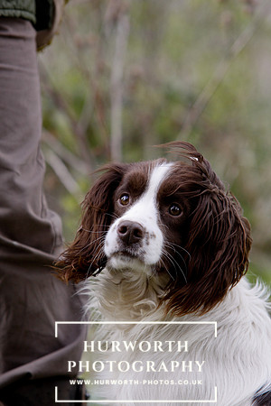 Gundog Photography 065