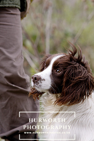 Gundog Photography 066