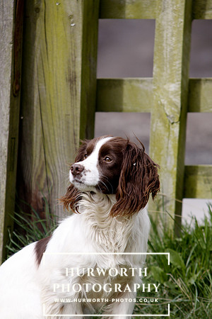Gundog Photography 067