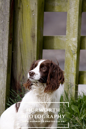 Gundog Photography 068