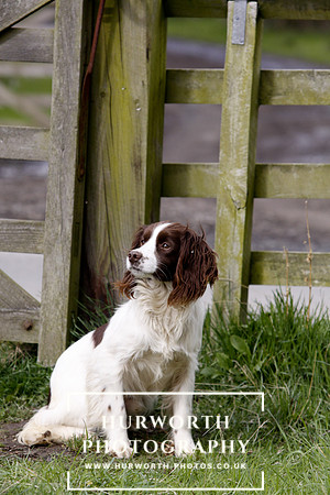 Gundog Photography 069