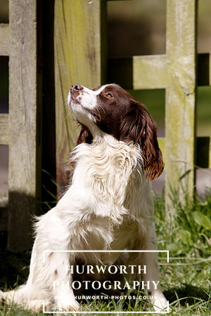 Gundog Photography 070
