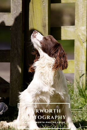 Gundog Photography 071