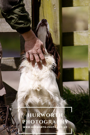 Gundog Photography 072