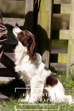 Gundog Photography 073