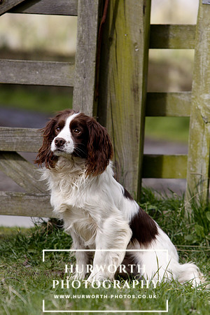 Gundog Photography 074