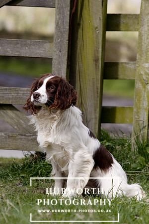 Gundog Photography 075
