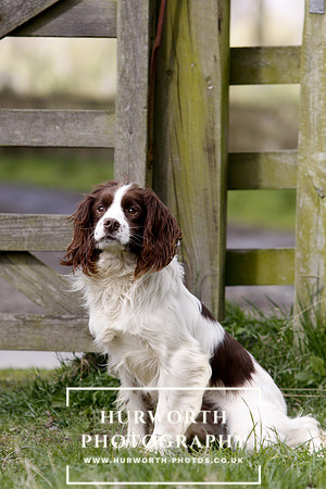 Gundog Photography 076