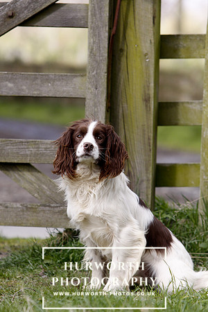 Gundog Photography 077