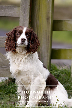 Gundog Photography 078