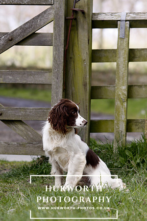 Gundog Photography 079